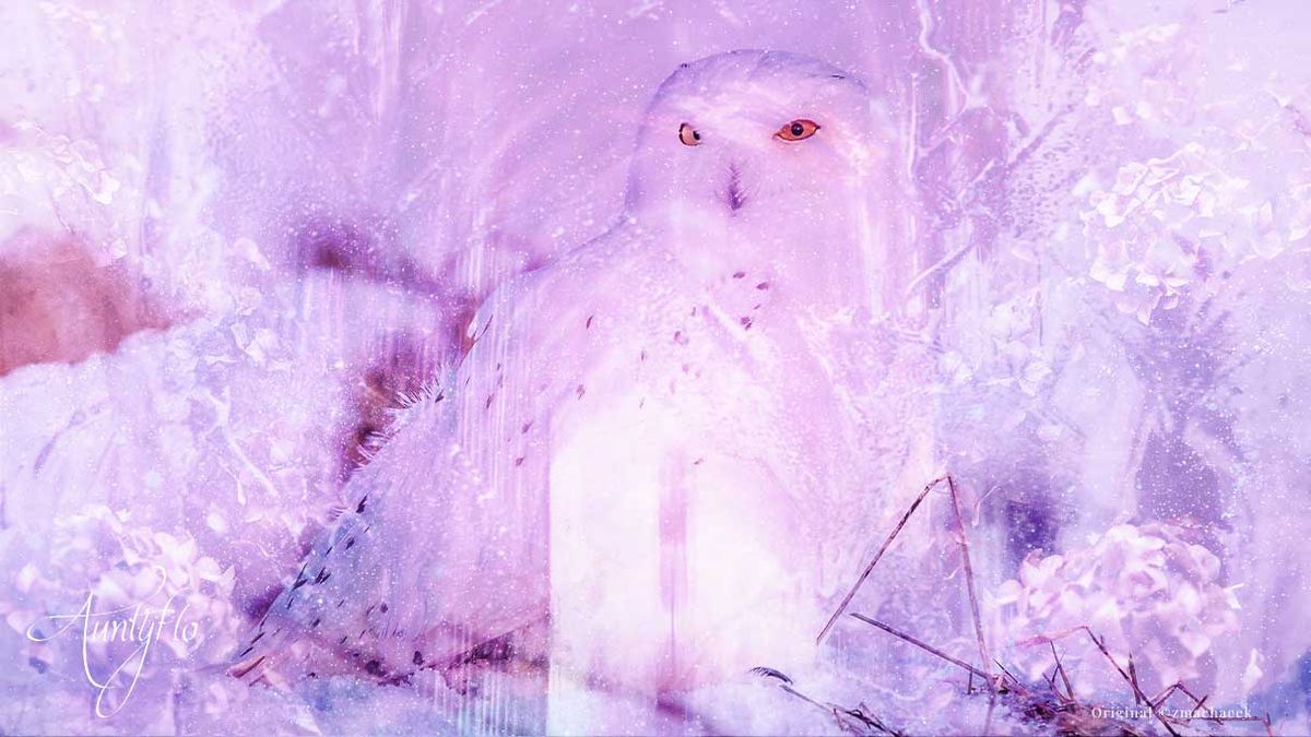 White Owl Dream