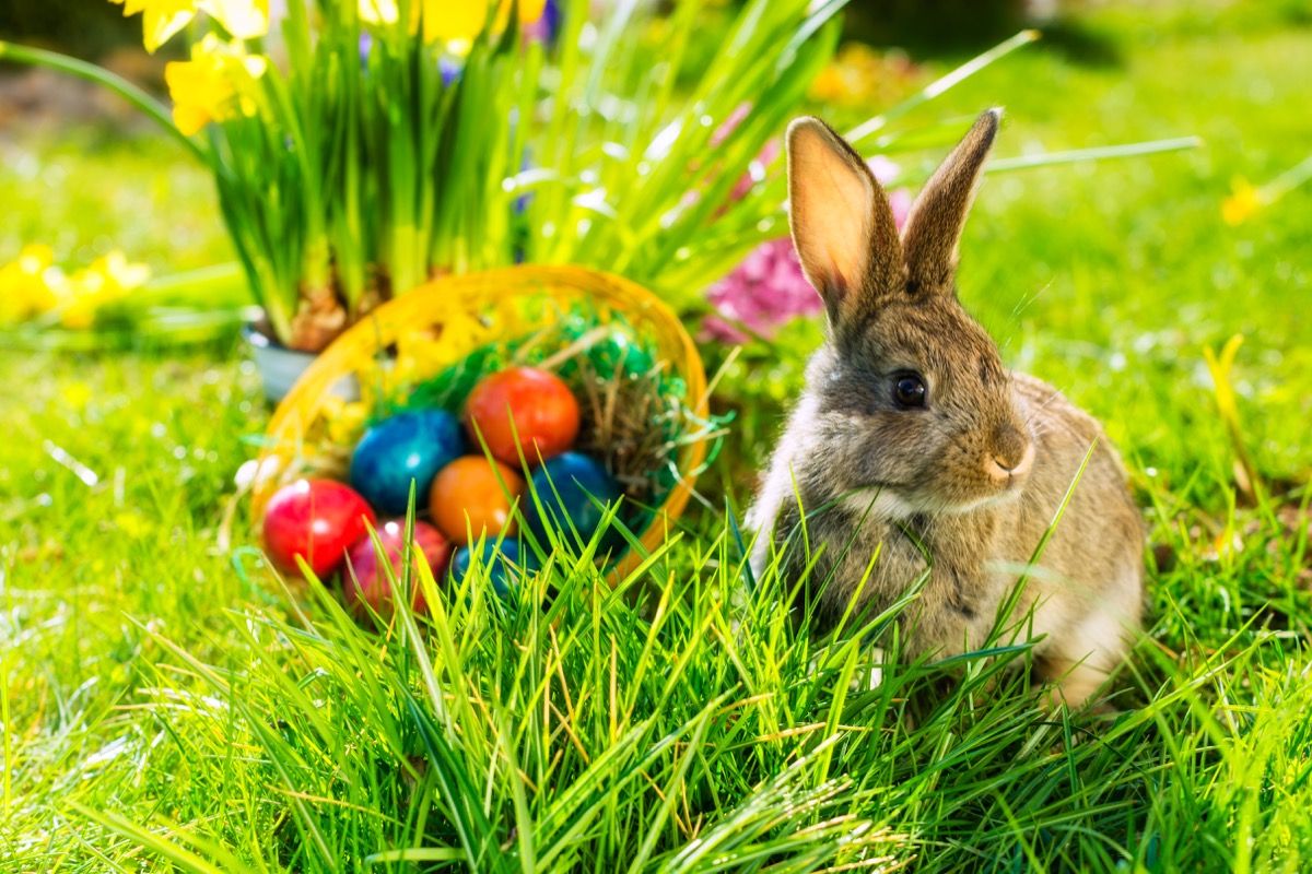 13 hechos del conejito de Pascua que no sabías