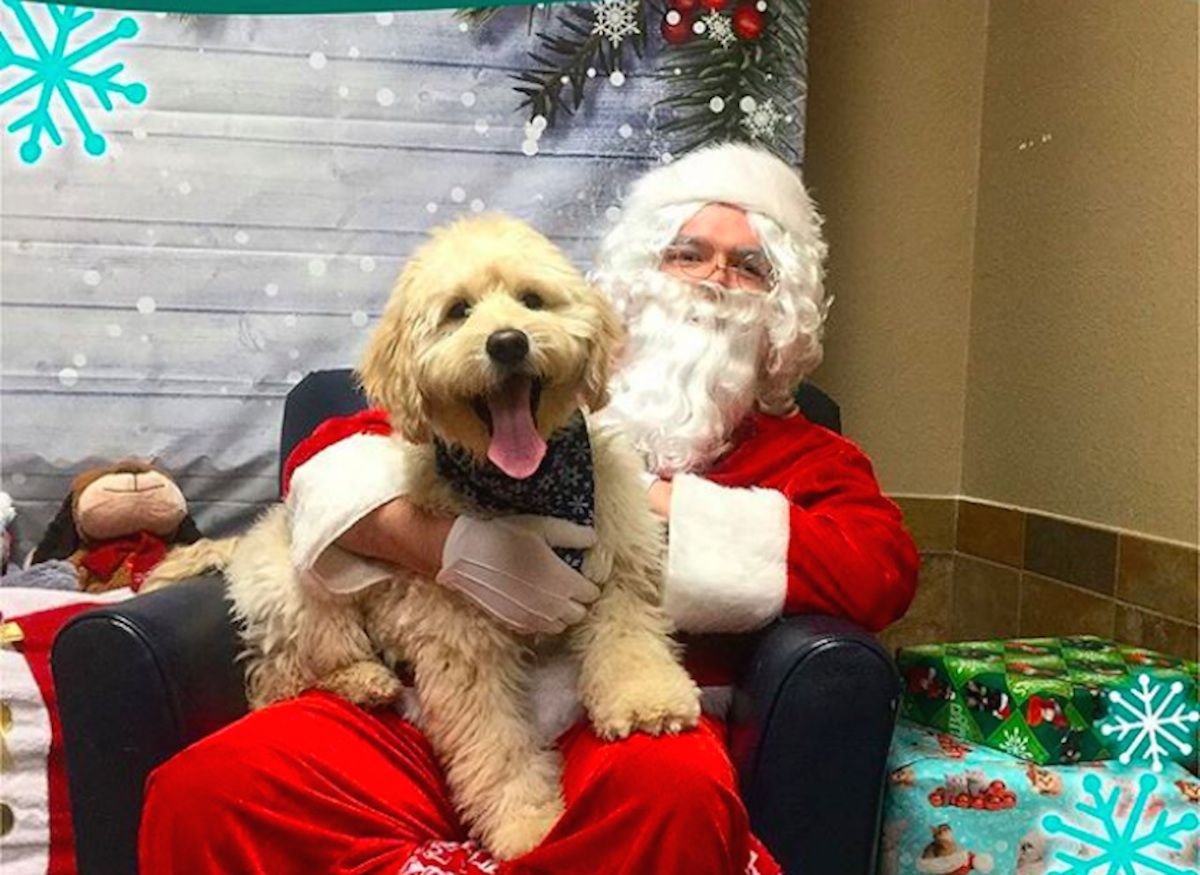ภาพถ่ายของสุนัขเหล่านี้ที่โพสต์บนตักของซานต้าจะทำให้วันของคุณสดใสขึ้น