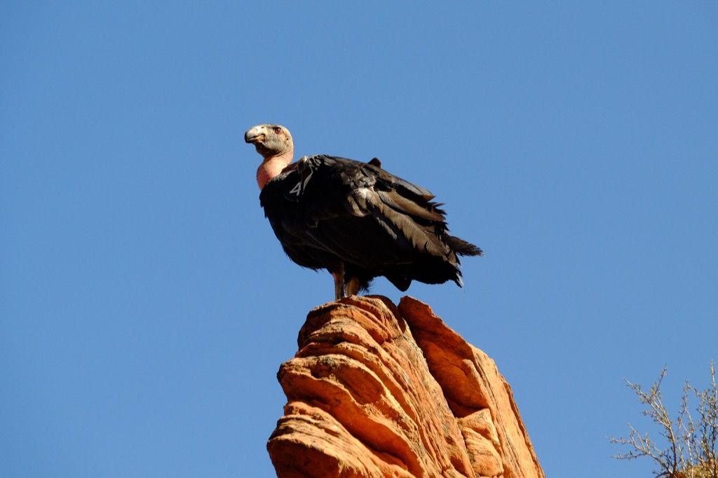 Vultur american