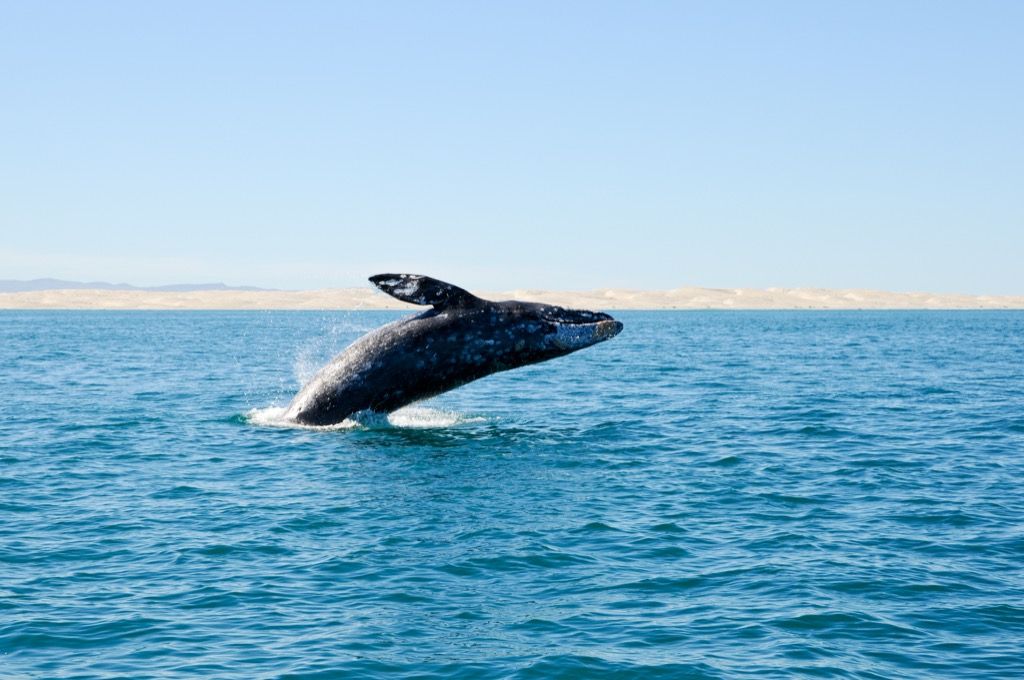 الحوت الرمادي القفز
