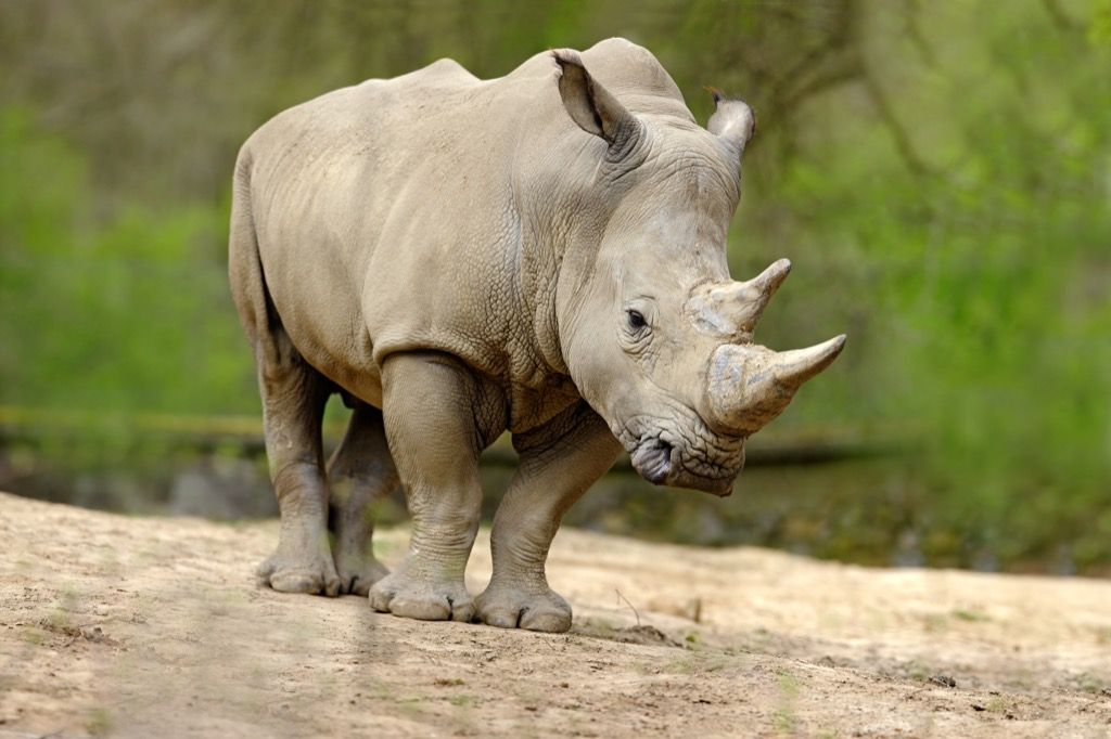 бял носорог