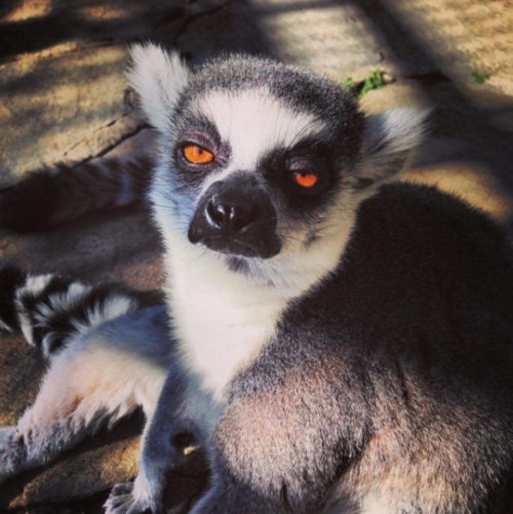 Kirstie Alley kućni ljubimac Lemur Najluđi kućni ljubimci