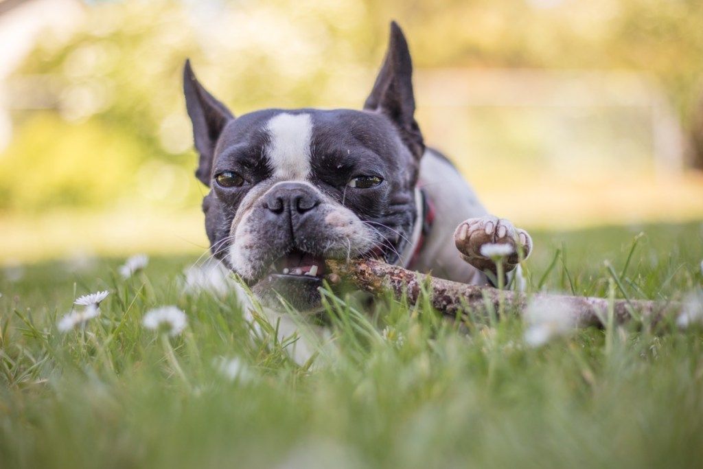 Franču buldogs Bostonas terjers Jauktas šķirnes suņi