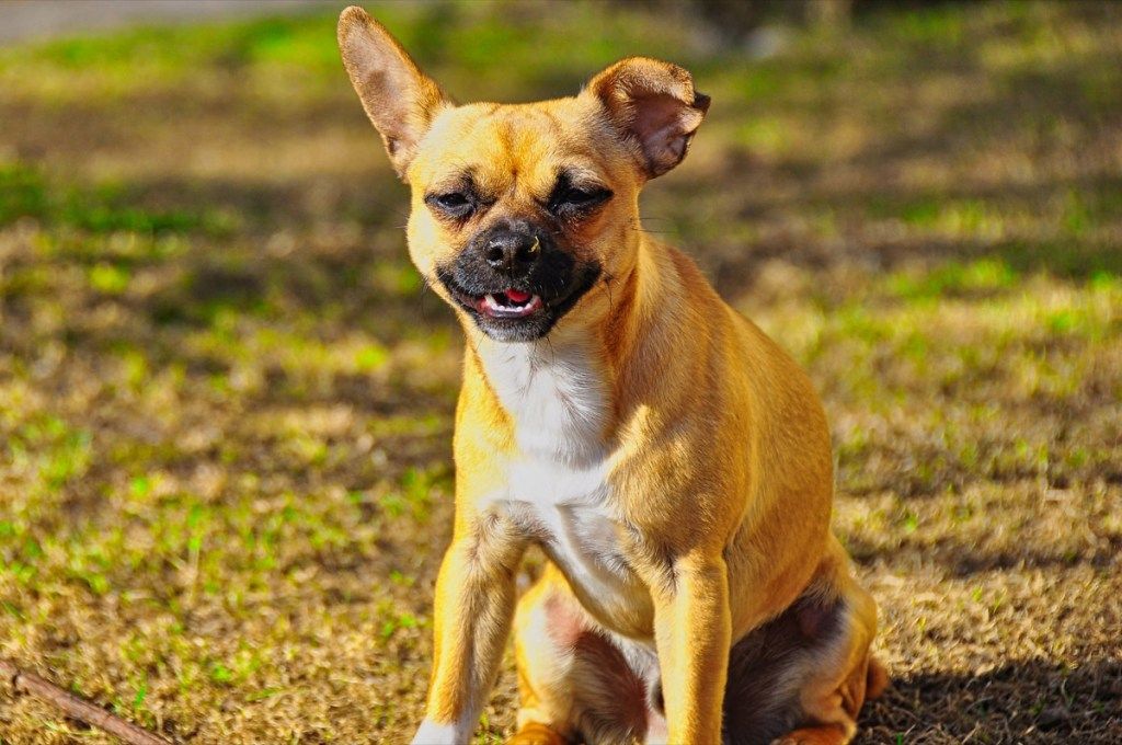 French Bulldog Pug Mix สุนัขพันธุ์ผสม