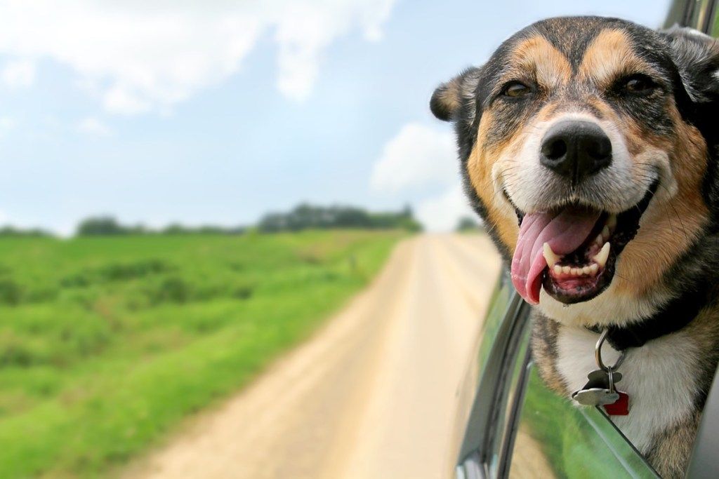 Немска овчарка граничен коли микс с глава през прозореца кучета смесени породи