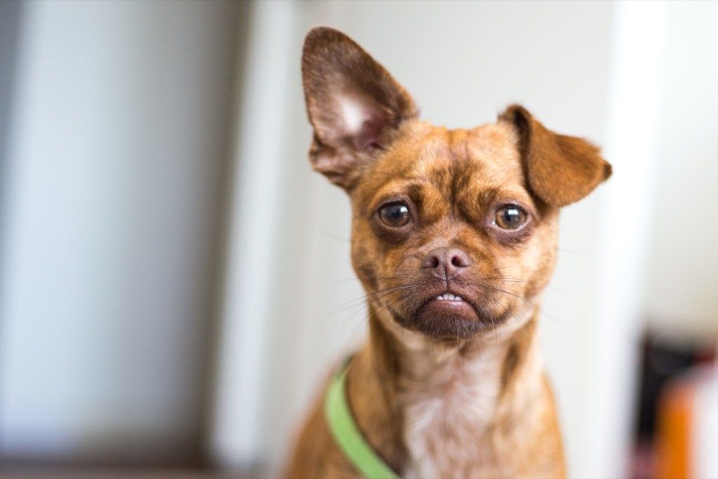 Perros de raza mixta Chihuahua Pug