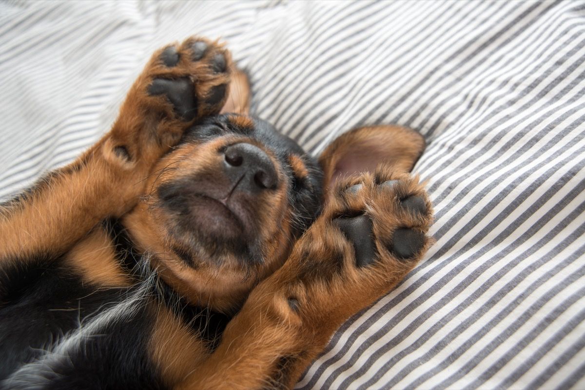 rotveilerių mišinio šuniukas užmiega letenomis ant snaudžiančių šunų veido nuotraukų