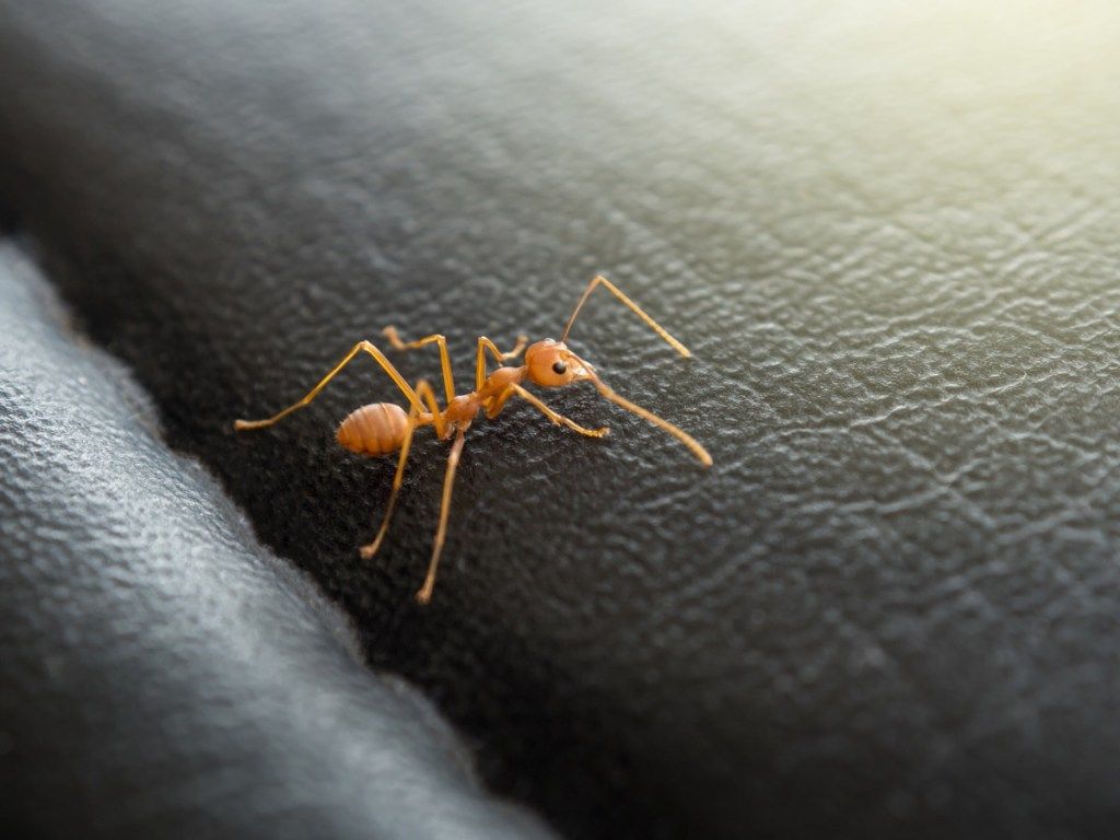kukuruzište mrav