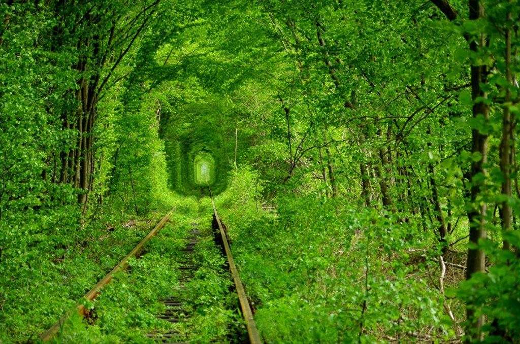 sulīgi zaļš slēgts tunelis mežā
