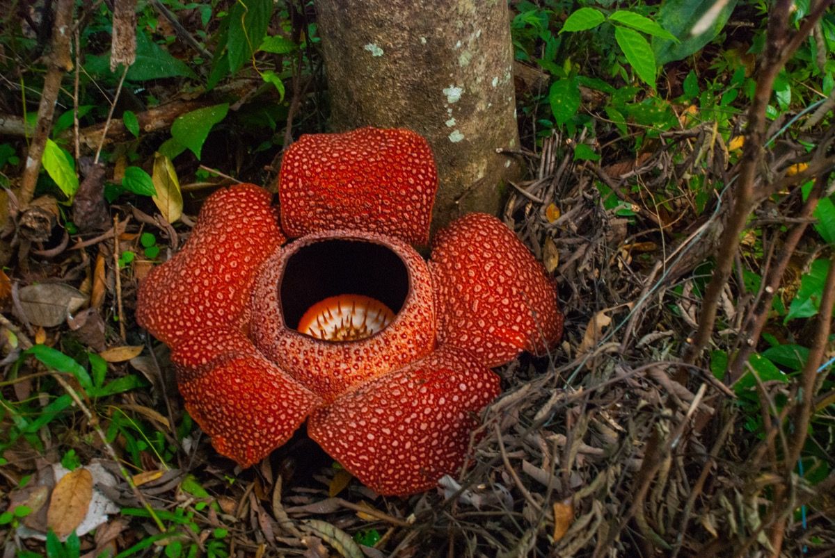 pasaulē lielākais zieds, ko sauc par rafflesia