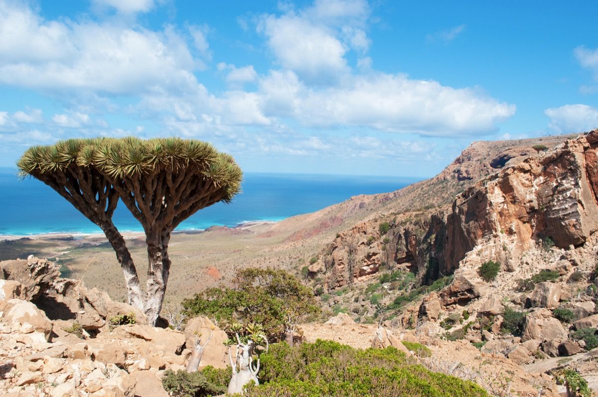 सोकोट्रा द्वीप, यमन, मध्य पूर्व: होमहिल पठार के संरक्षित क्षेत्र में ड्रैगन रक्त के पेड़, अदन की खाड़ी, अरब सागर, अद्वितीय जैव विविधता
