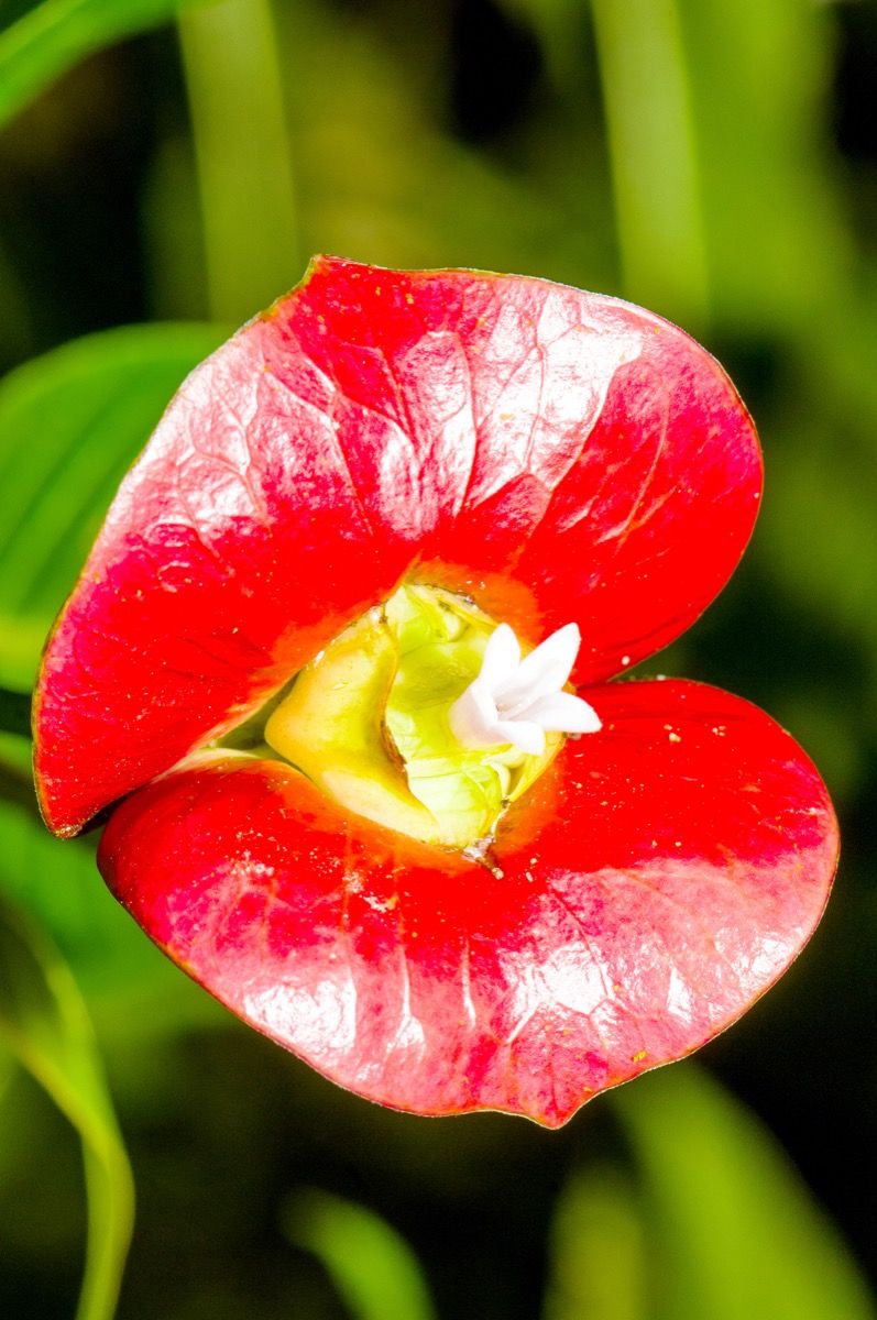 होंठों की तरह दिखने वाले लाल फूल के करीब