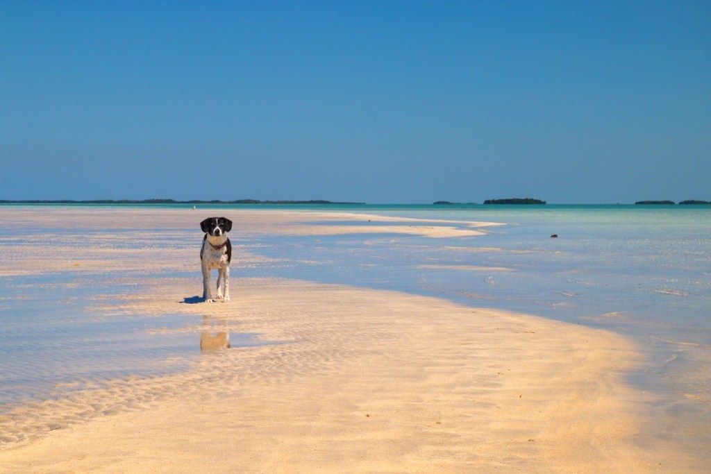 एक काला और सफेद कुत्ता जो पानी के किनारे चल रहा है