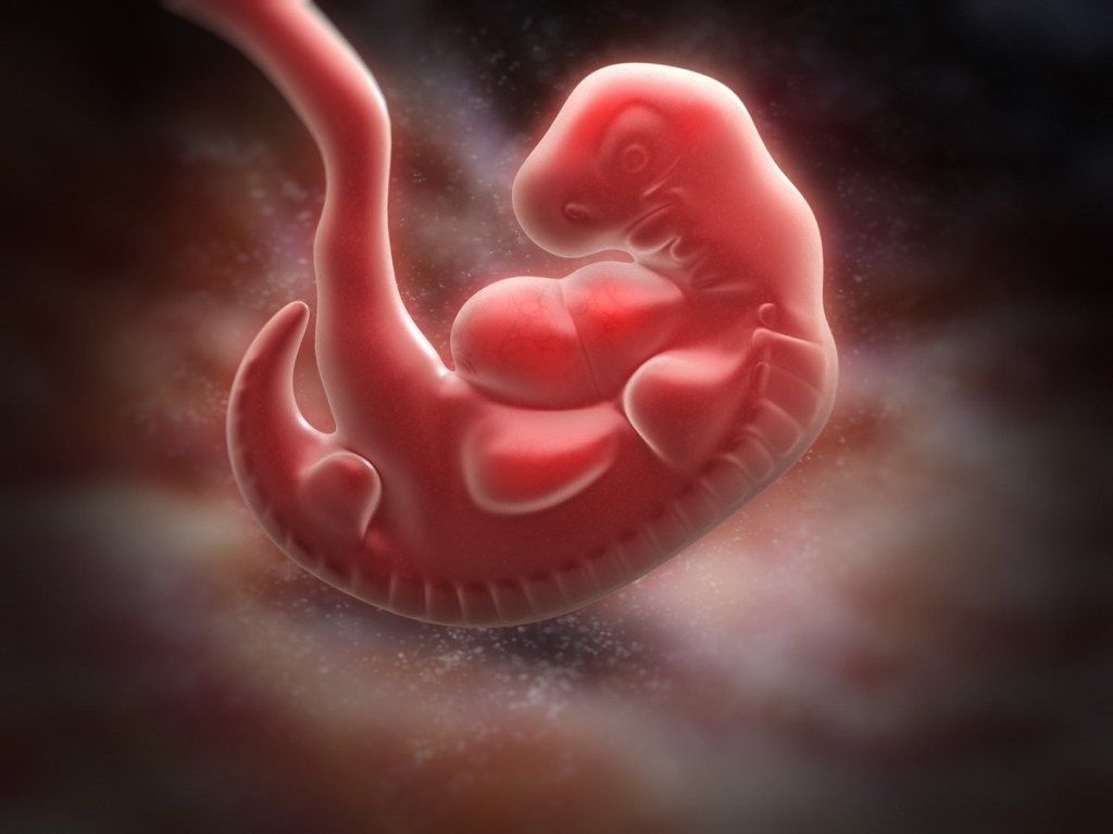 एक पूंछ के साथ 6 महीने की उम्र में एक भ्रूण