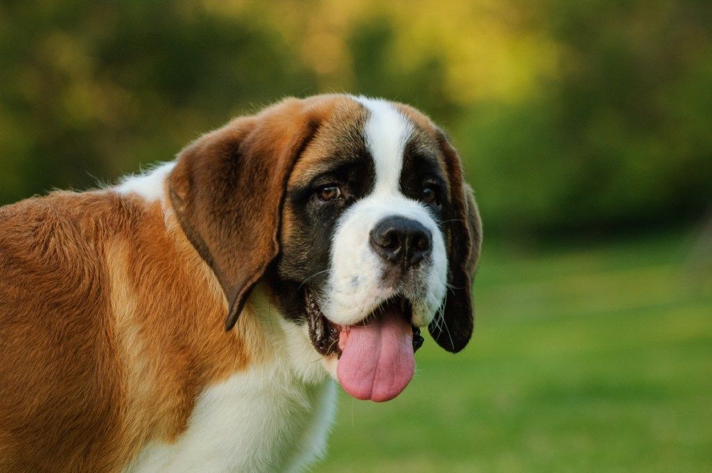 Senbernardo šuniuko portretas parke - atvaizdas