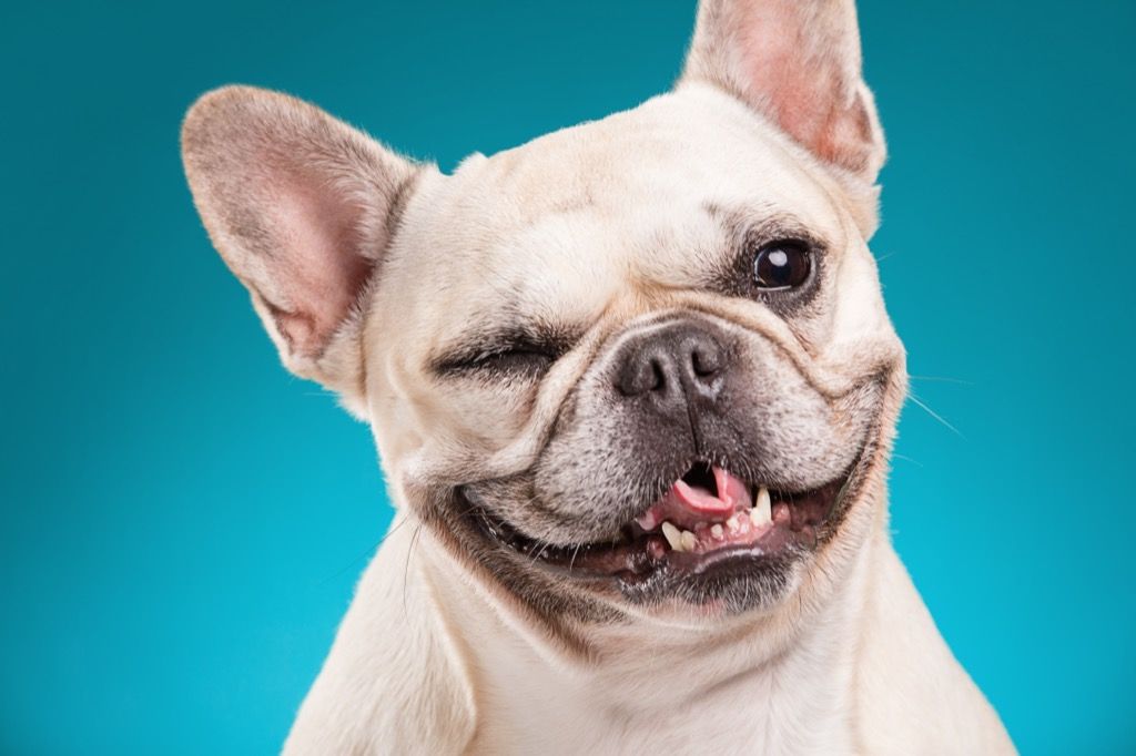 फ्रेंच बुलडॉग winking कुत्ता