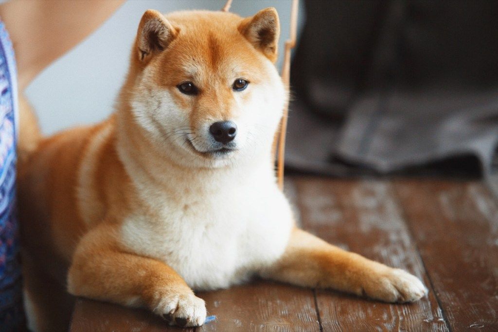 मालिक के साथ एक खिड़की के पास जापानी शीबा इनु कुत्ता - छवि