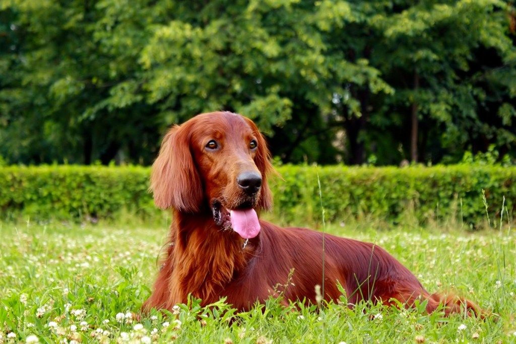 สุนัขตัวแดงชาวไอริชในฤดูร้อนนอนอยู่ในสวนสาธารณะบนพื้นหญ้า - รูปภาพ