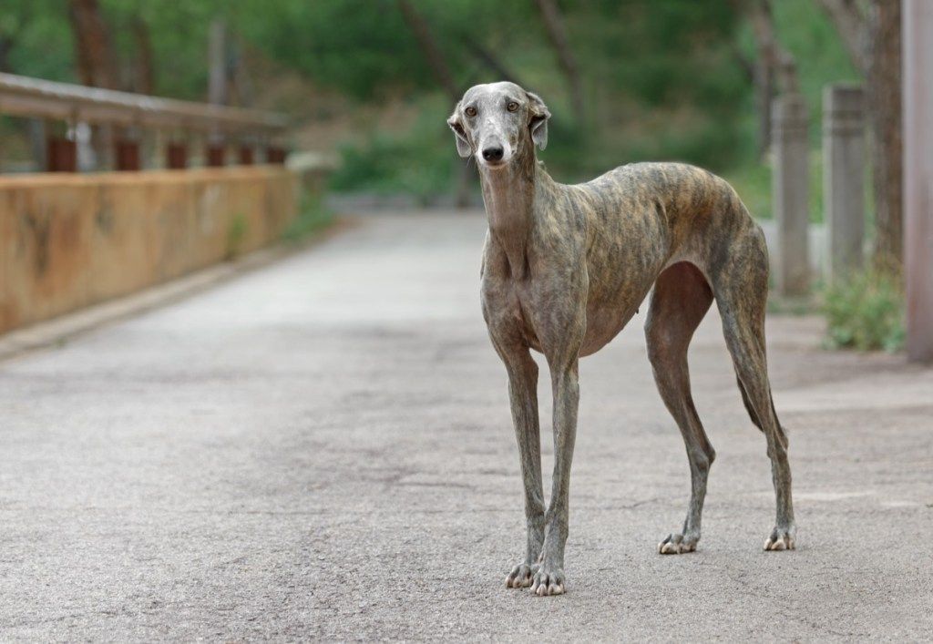 एक वयस्क स्पेनिश ग्रेहाउंड कुत्ते का चित्र - चित्र