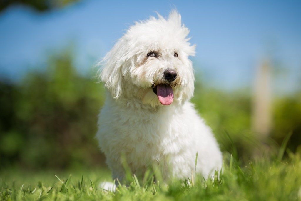 Portret malog bijelog dugodlakog psa - Coton de Tulear - Slika