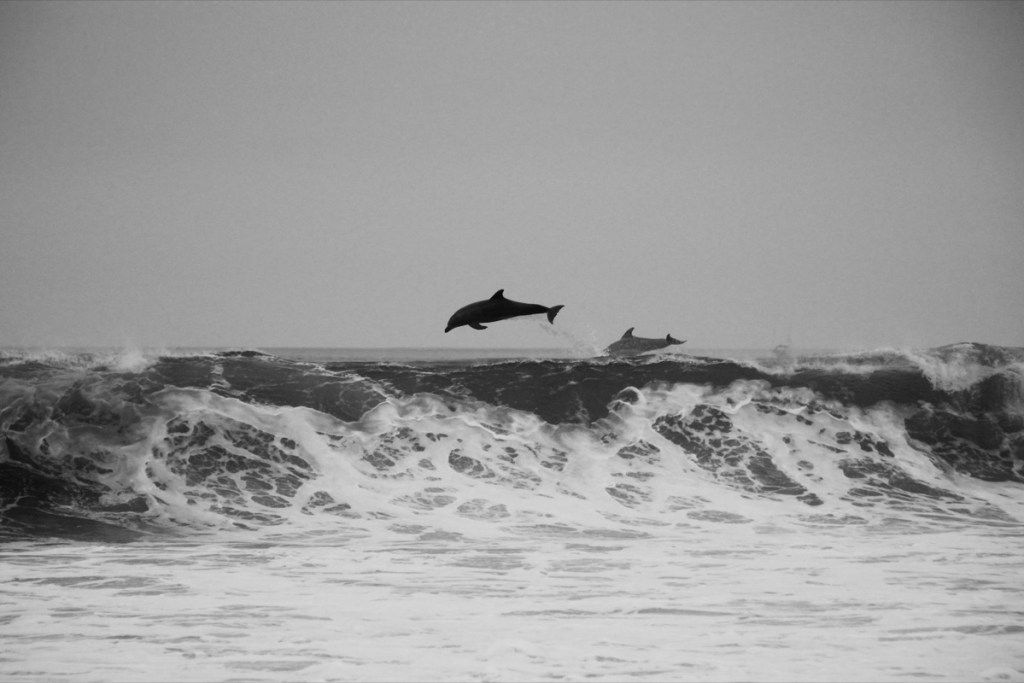 delfíni skákající přes vlnu úžasných fotografií delfínů