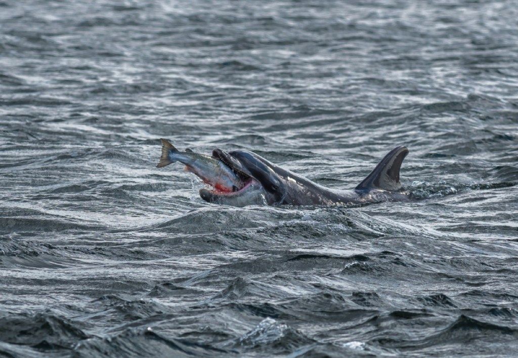 delfines capturando salmones increíbles fotos de delfines