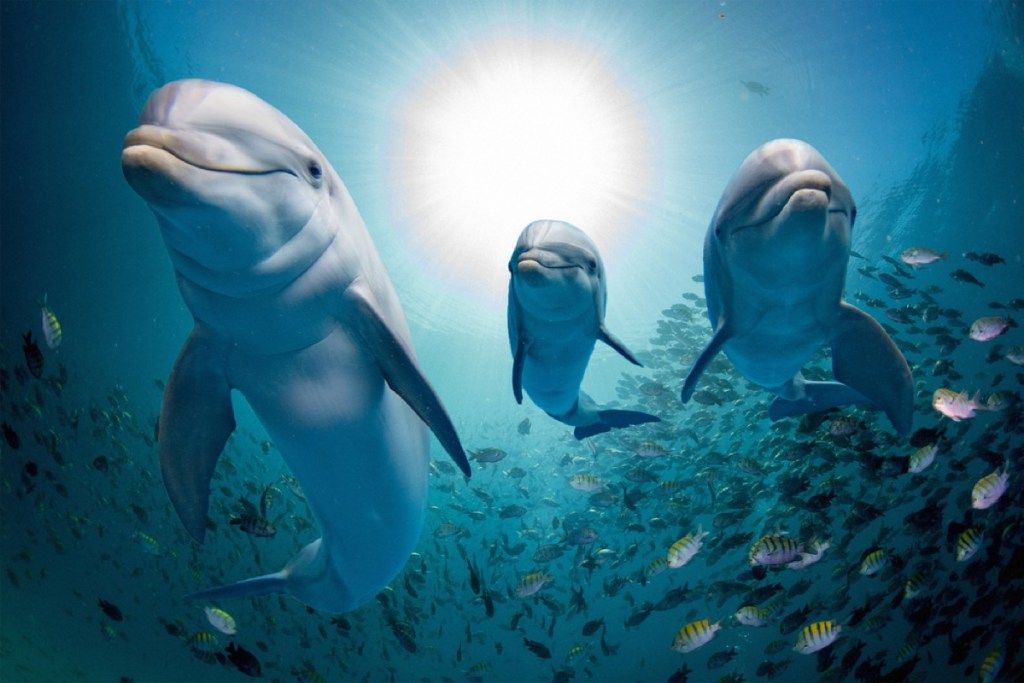 delfīni, kas peld ar zivju skolas pārsteidzošu delfīnu fotogrāfijām