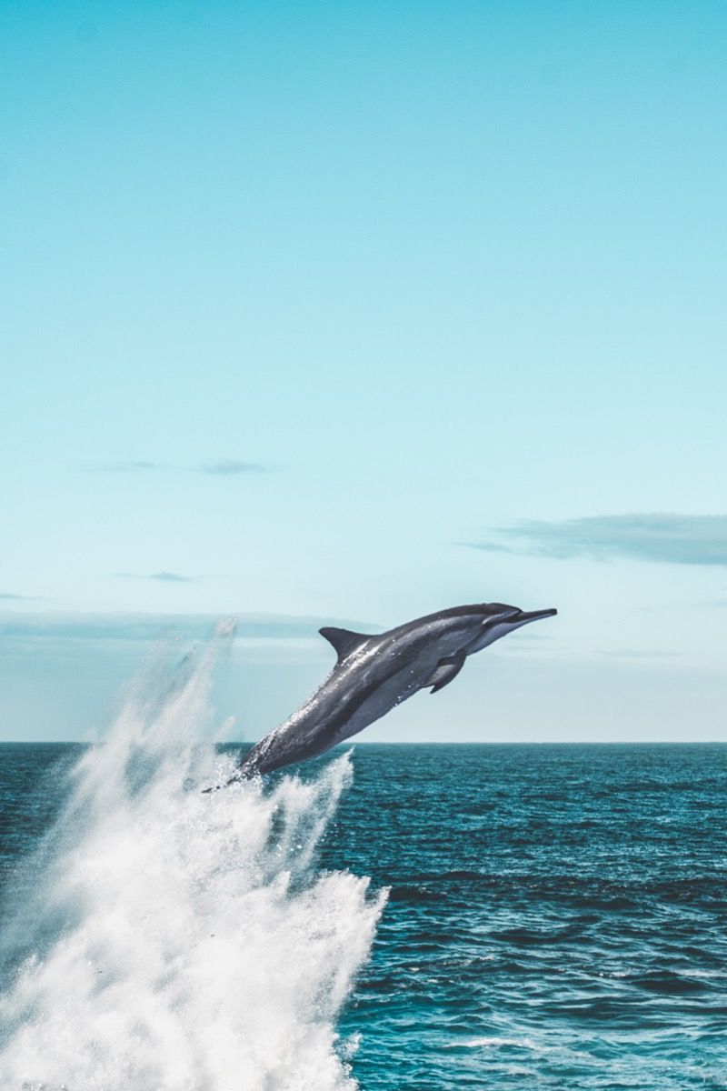 En delfin som hopper ut av vannet