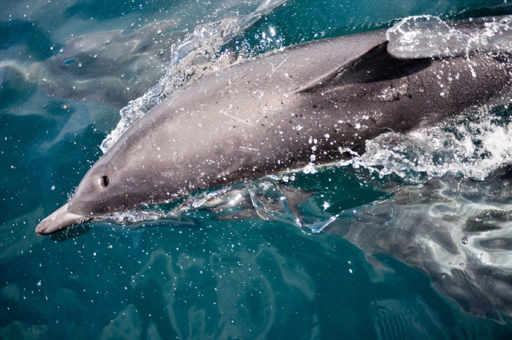 Egy delfin úszik az óceánban Delfin fotók