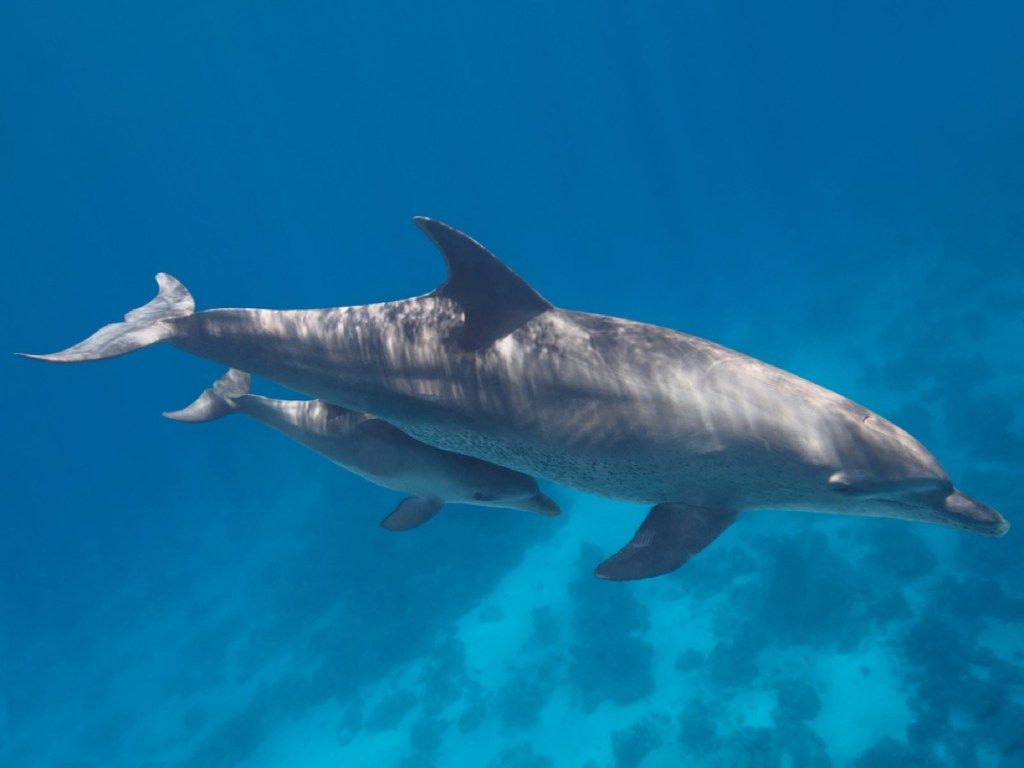 ema delfiini ja vasika hämmastavad delfiinifotod