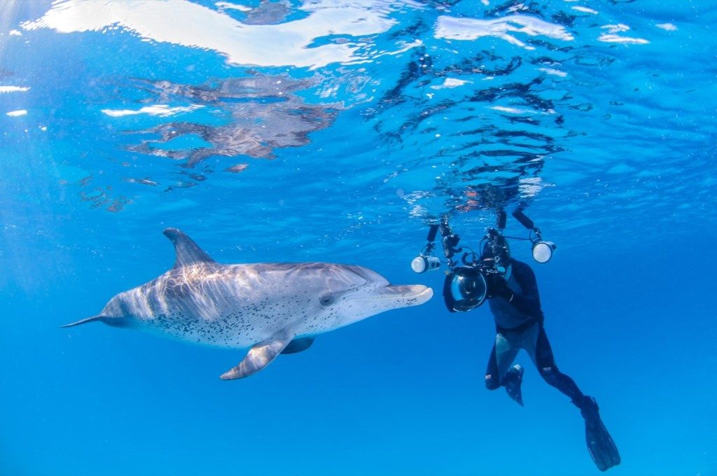 Ein Taucher, der ein Foto von einem Delphin-Delphin-Fotos macht