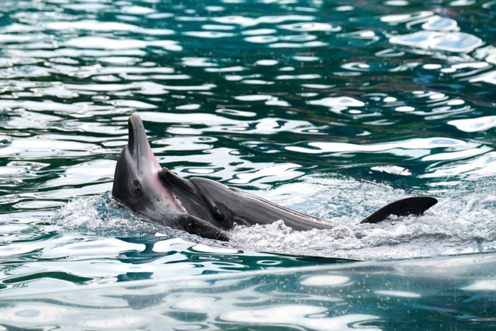 Дельфины обнимают друг друга Фотографии дельфинов