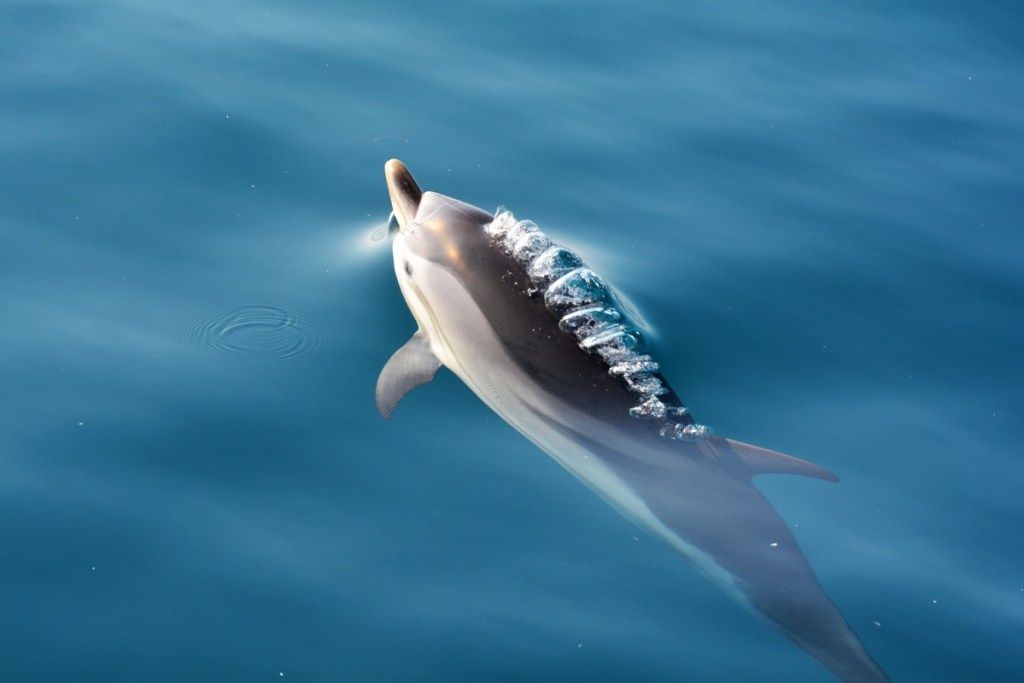 Cá heo bơi ở biển Bắc Ionian Ảnh về cá heo