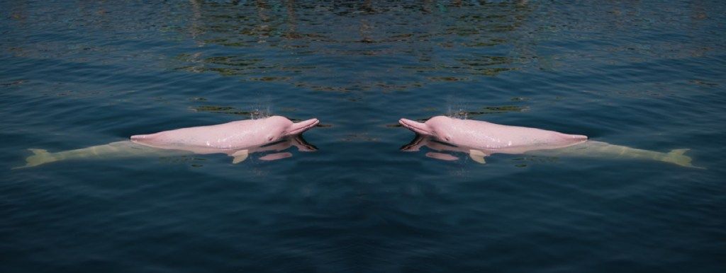 海のピンクのイルカ素晴らしいイルカの写真