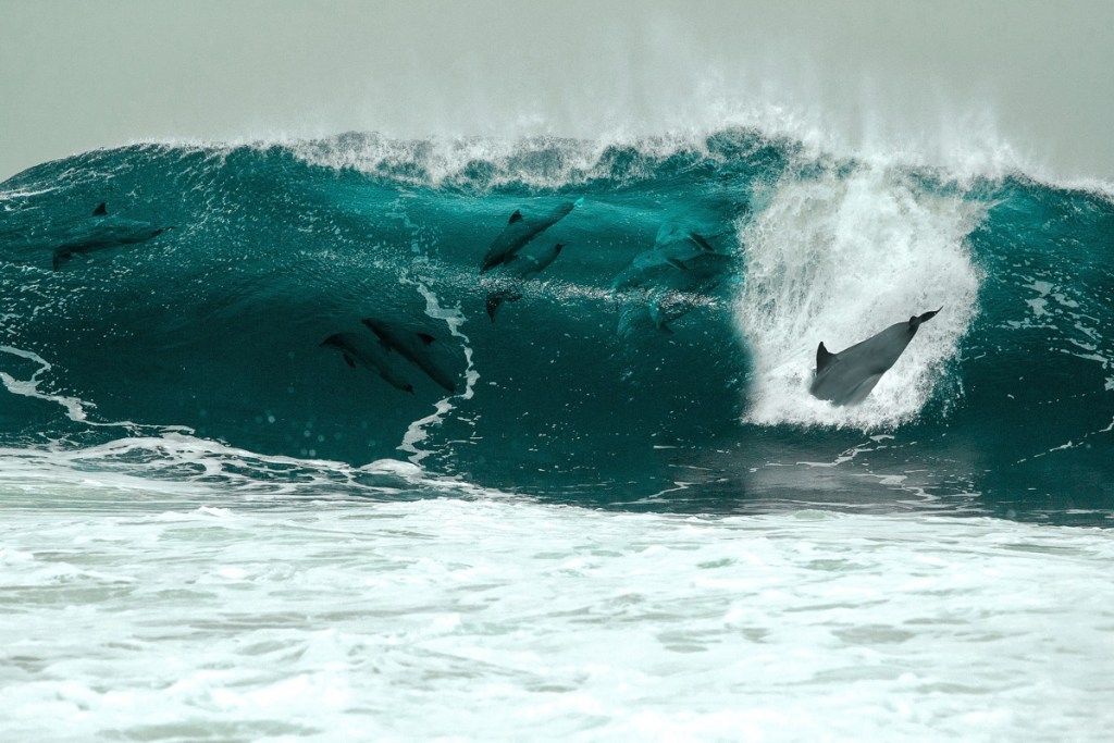 delfīni viļņainās delfīnu fotogrāfijās