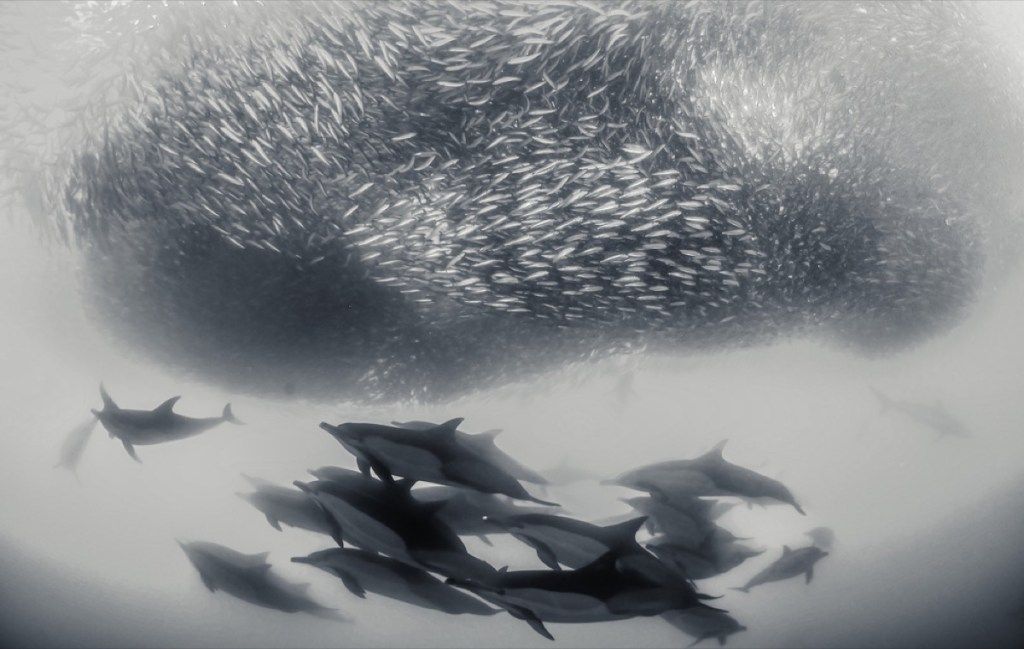 13 разкошни снимки на делфините в дивата природа