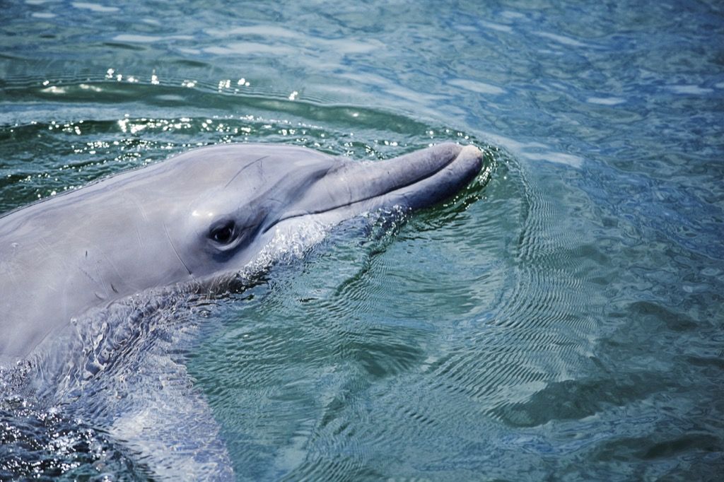 Pullonokkadelfiini