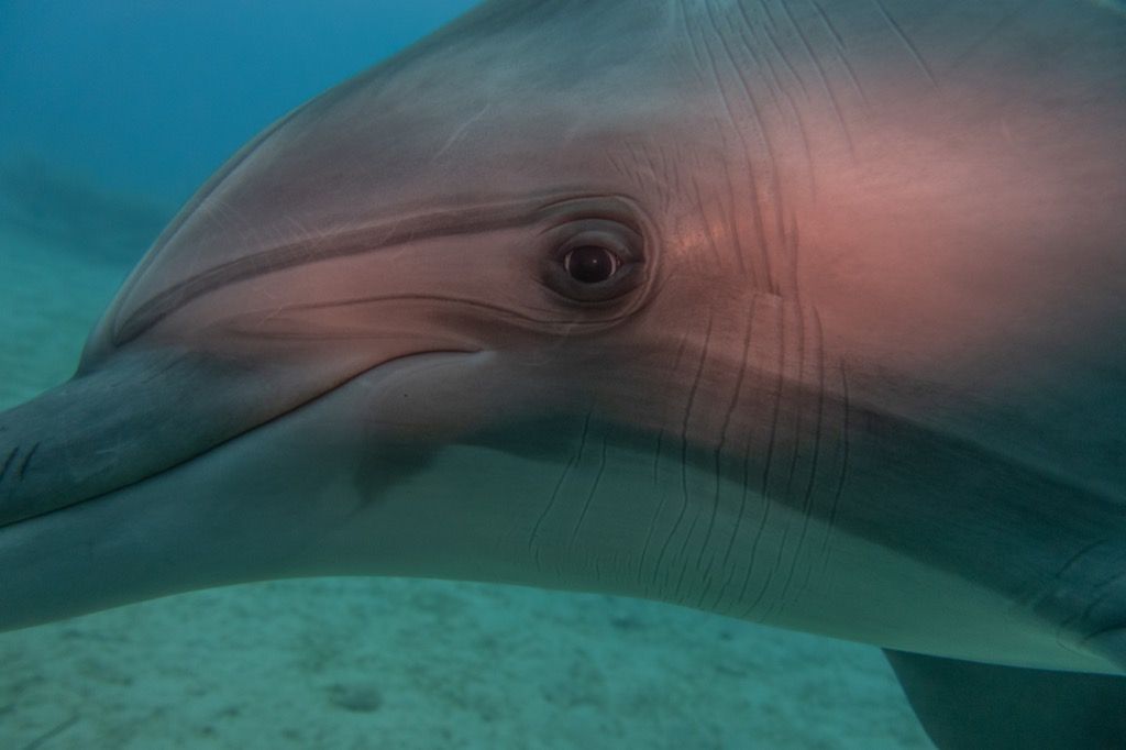 delfinas Atsitiktiniai neaiškūs faktai