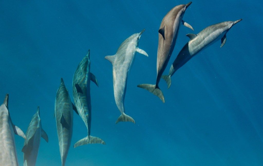 डॉल्फिन पैक में अद्भुत डॉल्फिन तस्वीरें तैराकी