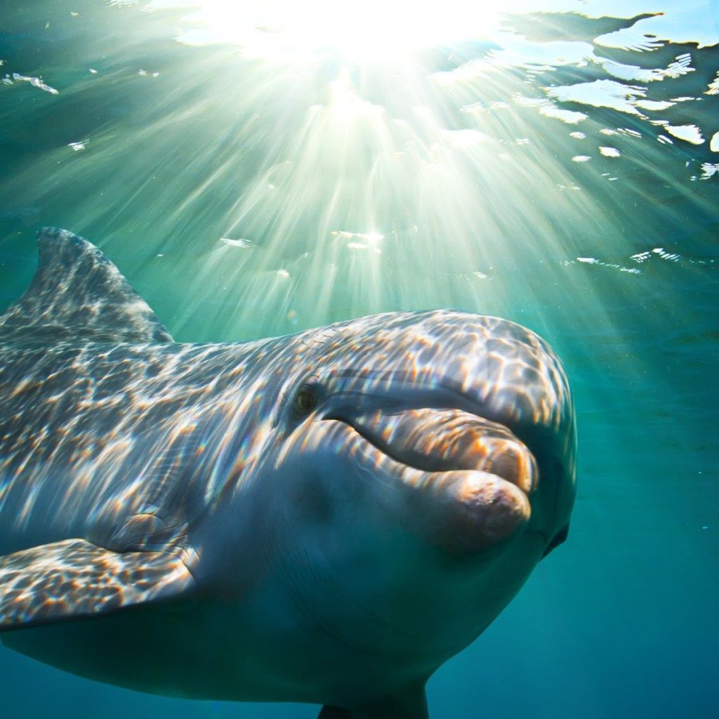 डॉल्फिन पानी में तैरना, खतरनाक जानवर