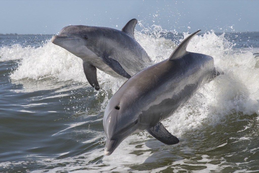iš vandens iššokantys delfinai, pavojingi gyvūnai