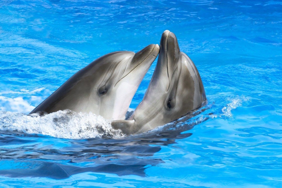 Kaksi delfiiniä uimassa yhdessä