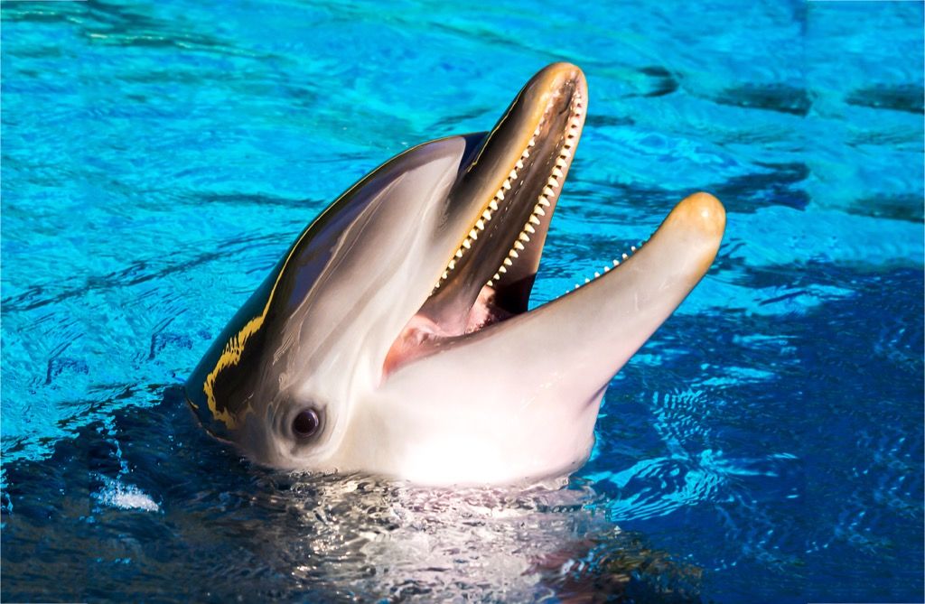 lähikuva delfiinien, hauska eläin sanakirjat