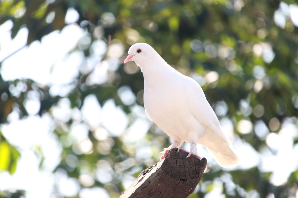 Balti paukščiai keisti miestų pavadinimai