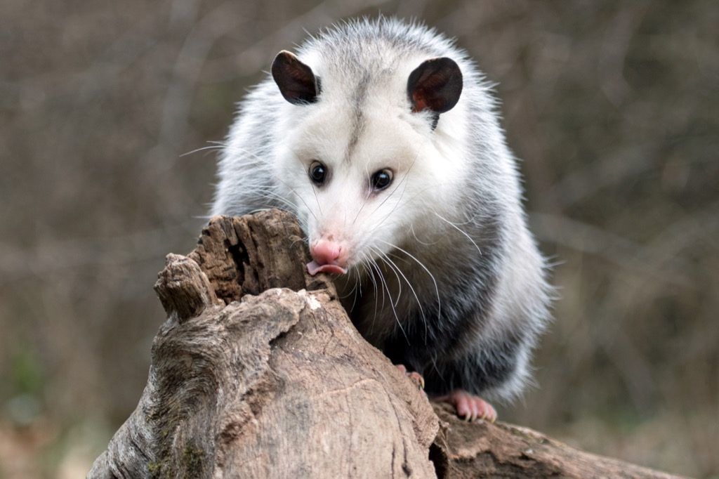 opossum Trakākie fakti
