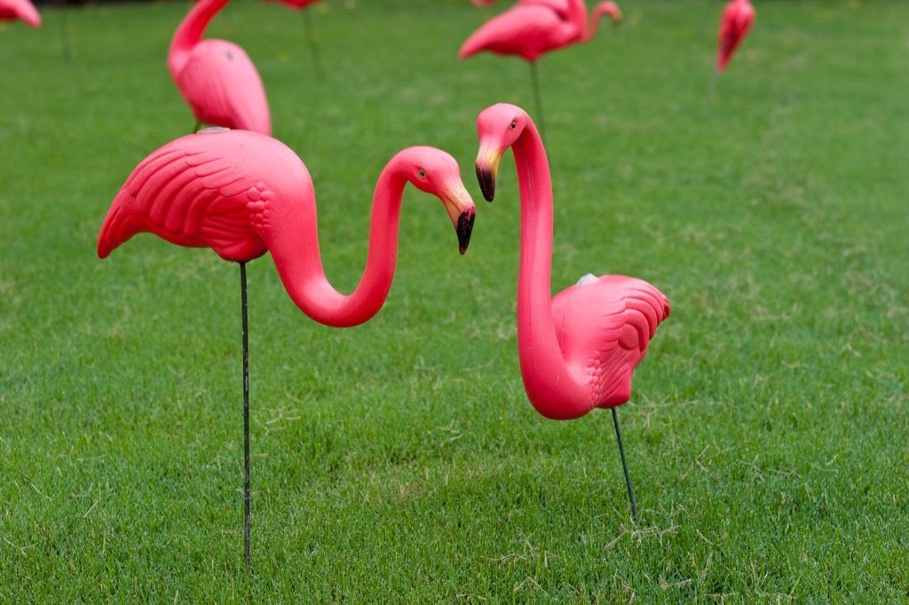plastmasas flamingo