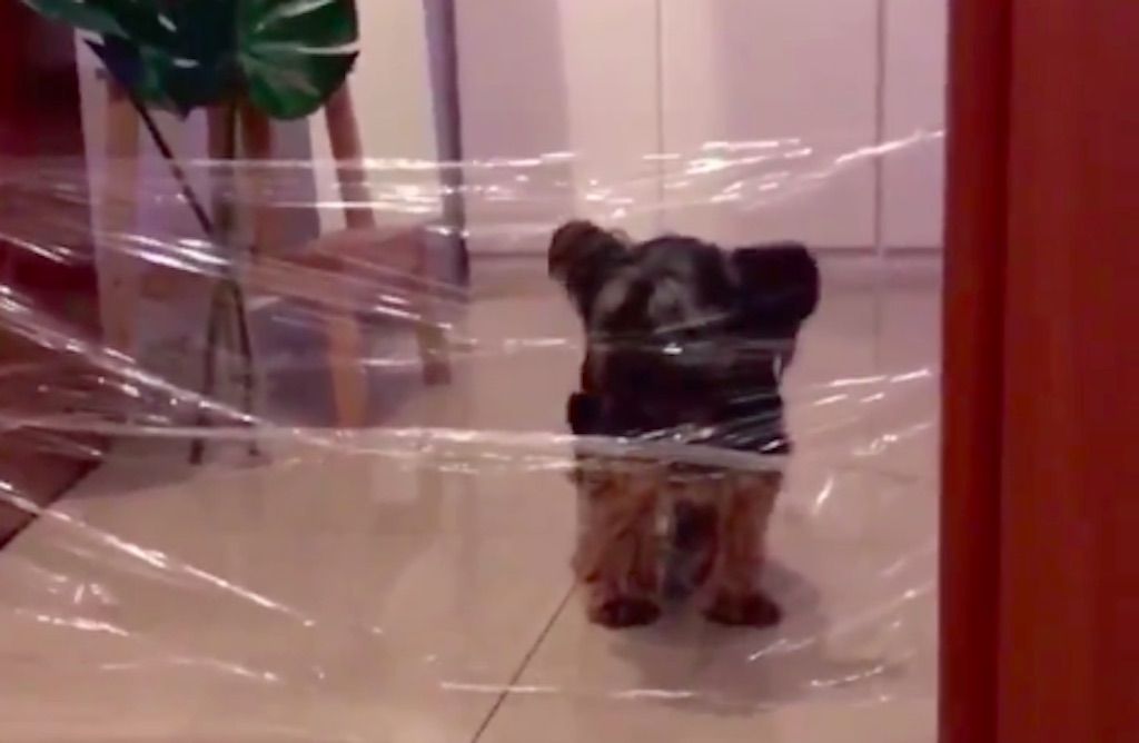 „Невидимото предизвикателство“ е най-новата мания за кучета в Интернет