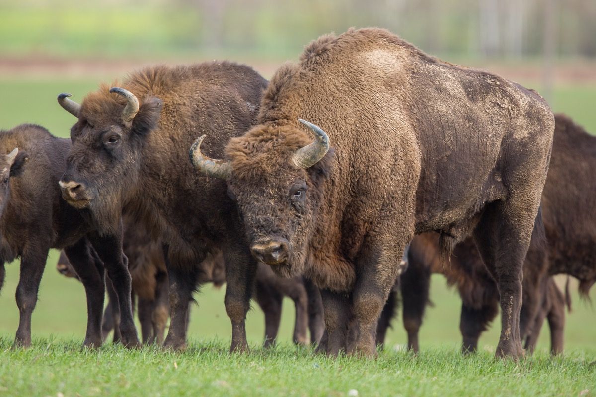 European bison - Bison bonasus στο δάσος Knyszyn (Πολωνία) - εικόνα