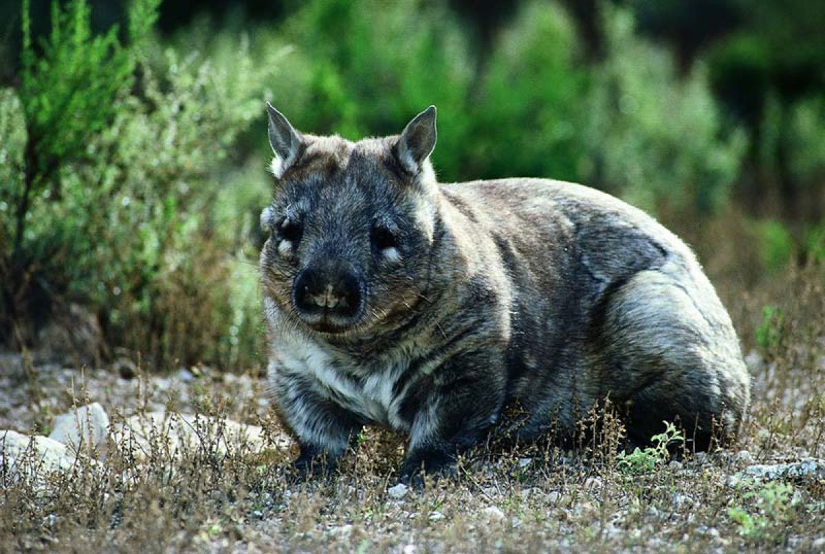 Karvane ninaga Wombat